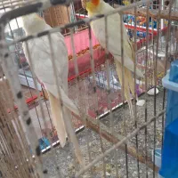 اهواز ج کوت عبدلله