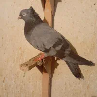 کفتر ماده بزن|پرنده|کازرون, |دیوار