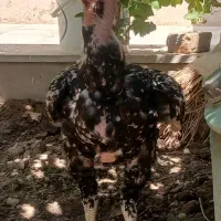 یک عدد خروس لاری اصیل ودنگ بالا وسنگین وزن