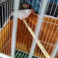 فنچ نر وماده