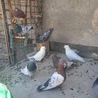 23تا کفتر|پرنده|بم, |دیوار