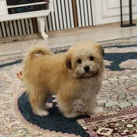 سگ پا کوتاه خانگی