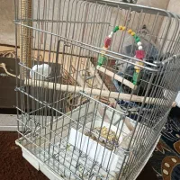 یدونه قفس با نشیمن گاه پرنده|لوازم جانبی حیوانات|بهارستان, |دیوار