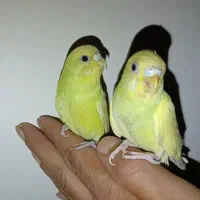 مرغ عشق