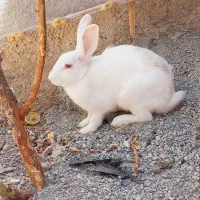 خرگوش سفید سرحال