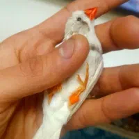 فنچ نرو ماده دو بار جوجه داده .معاوضه با کفتر|پرنده|قرچک, میرزائی شمالی|دیوار
