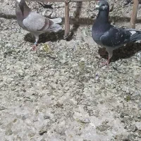 ۲تا پلاکی نر غریب