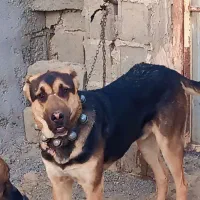 کوچوک ۶ ماه