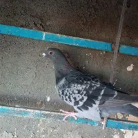 دو تا صید|پرنده|مشهد, کوشش|دیوار