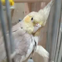 دوعددعروس هلندی بالغ ماده دستی|پرنده|تهران, مهرآباد|دیوار