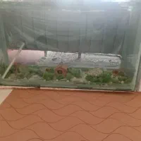 آکواریوم|ماهی|مبارکه, |دیوار