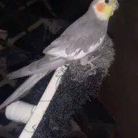 یه عروس هلندی