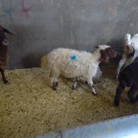 سلام یک عدد بره نر دو عدد بز