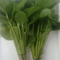 برگ کاتاپا جادویی|گل و گیاه طبیعی|شیراز, وصال|دیوار