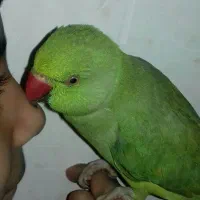 طوطی ملنگو دستی