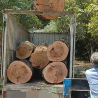 خرید وفروش  چوب چنار و هیزمی وتخته و سه لایی پالت