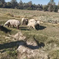 ۸ تا میش ماده چاق مالداری دو قلوزا یکی نر|حیوانات مزرعه|ایرانشهر, |دیوار