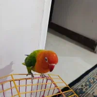 دوتا طوطی برزیلی