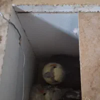 عروس هلندی  نر و ماده جفت