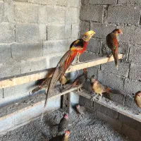 فروش انواع پرنده زینتی|پرنده|سنگر, |دیوار