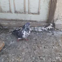 کبوتر|پرنده|اردبیل, |دیوار