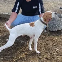 سگ شکاری پویینتر انگلیس