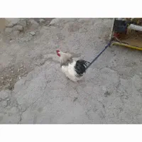 خروس ومرغ وبوقلومون کردی|حیوانات مزرعه|سرپل ذهاب, |دیوار