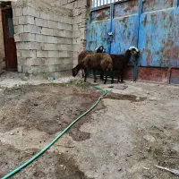 میش افشاری