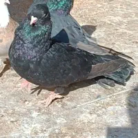 کبوتر آبادانی و صرب