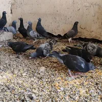 کبوتر پلاکی