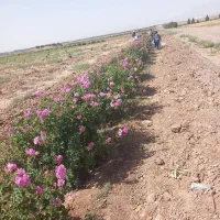 فروش درخت گل محمدی