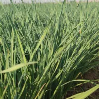 سبزی خورشتی درجه یک|خوردنی و آشامیدنی|اندیمشک, |دیوار