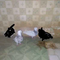 طوقی