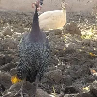 مرغ  شاخدار ولاری اوشامو