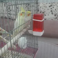 یه جفت عروس هلندی لوتینو