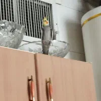 عروس هندی|پرنده|ابریشم, |دیوار