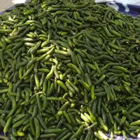 خیار تلخ شیروان مخصوص خیارشور