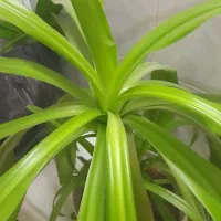 آینه همراه با میز و یک گل بزرگ|آینه|قوچان, |دیوار