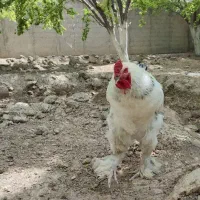 خروس برهما ۱۴ ماهه