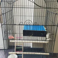 قفس طوطی . عروس .