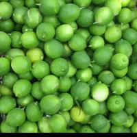پخش میوه تربار