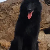 سگ ژرمن شپرد بلک