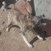 یک جفت توله افغانی 8 ماهه نگهبان