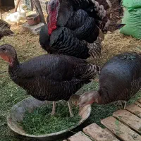 بوقلمون ماده برنز