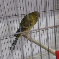 ۳عدد قناری سبز رسمی بلند|پرنده|شیراز, بید زرد|دیوار