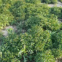 نعنا خشک مستقیم از کشاورز
