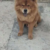 سگ چاو چاو