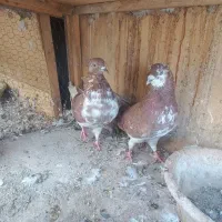 سه جفت کفتر نسل کشی