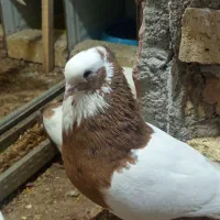 کفتر طوقی همه جفت با جوجه‌ها