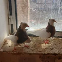 طو قی سالم جوان